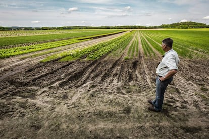 O produtor Ludolf Van Maztlan observa seus cultivos ecológicos no estado de Brandenburgo (Alemanha).