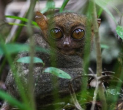 Un tarsier en el centro de conservación de Loboc, Filipinas.