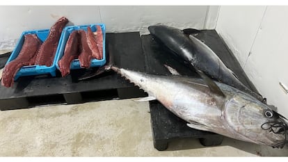 La Generalitat decomisa 130 kilos de atún rojo procedentes de la pesca recreativa.