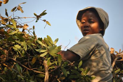 La asistente de investigación Diba Diallo observa un nido de chimpancé encaramada a un árbol. “Cada día en el campo es una experiencia, tanto por lo que ves como por lo que vives”, asegura.