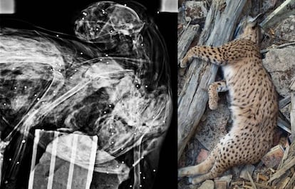 Radiograf&iacute;a y fotograf&iacute;a del lince abatido en Ja&eacute;n. Los puntos blancos en la radiograf&iacute;a son los plomos del cartucho. 