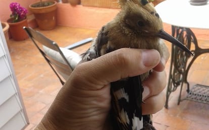 La puput rescatada al Park Güell.