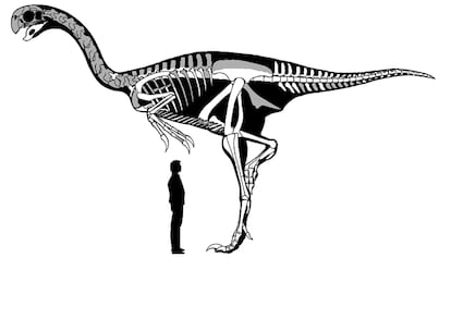 Gráfico suministrado por los descubridores del 'Gigantoraptor' que muestra las dimensiones que tenía el réptil respecto a un ser humano.