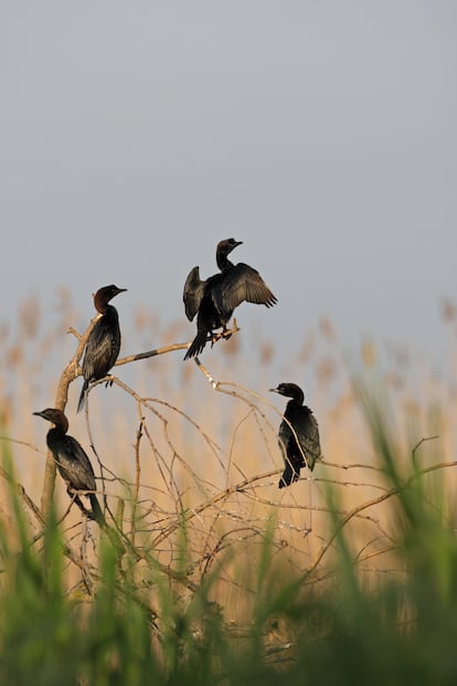 Ejemplares de cormorán pigmeo en la reserva natural de Srebarna.