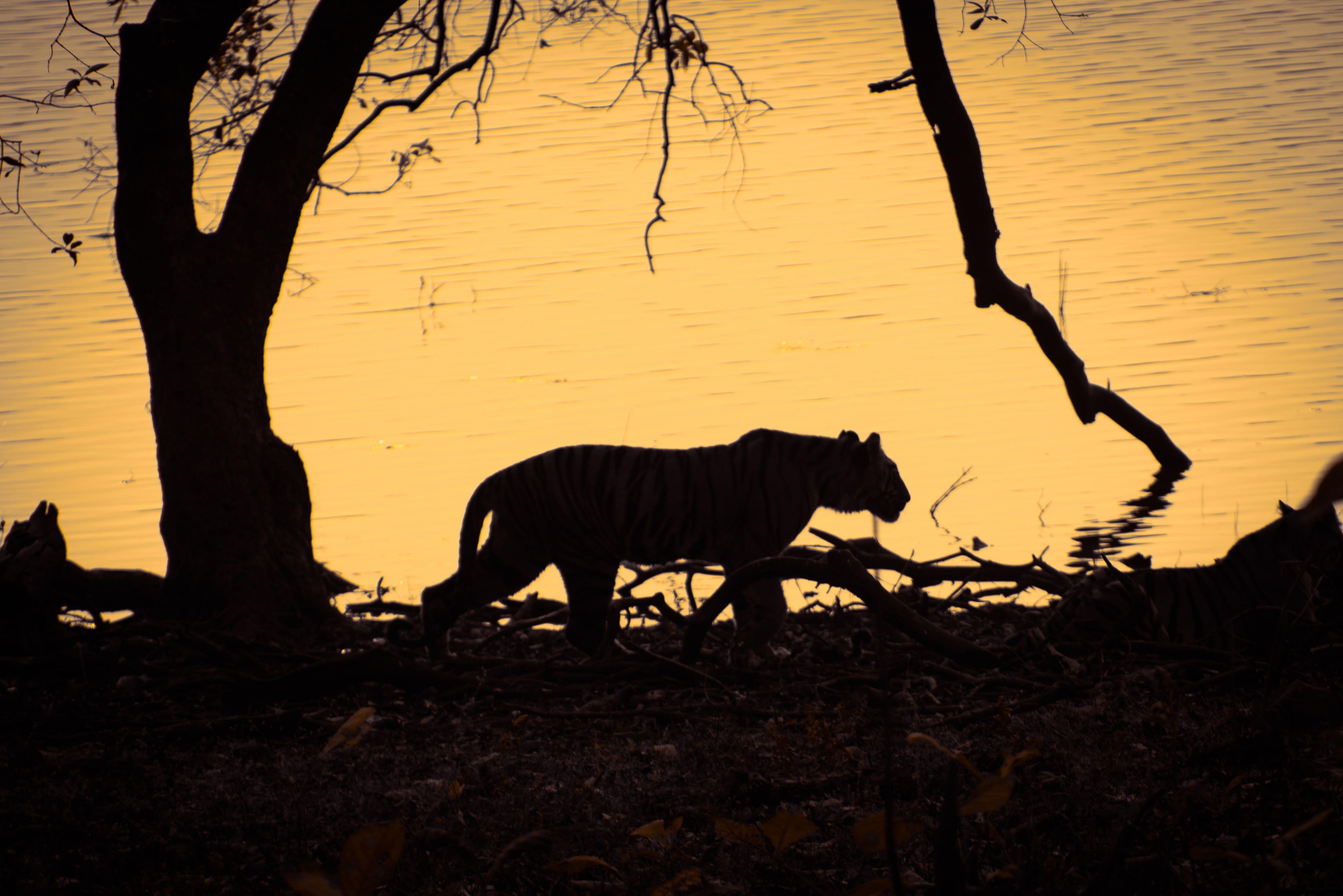 La silueta del tigre antropófago 'Ustad', en una imagen cedida.