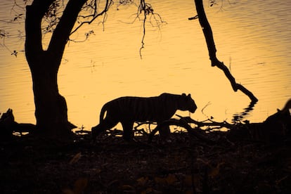 La silueta del tigre antropófago 'Ustad'.