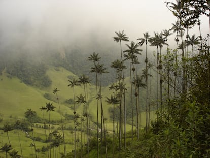 Ejemplares de Ceroxylon quindiuense en el departamento de El Quindío, en Colombia