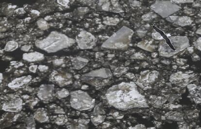 Una gaviota vuela sobre las capas de hielo que flotan en el puerto de Hamburgo, norte de Alemania.