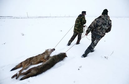 Caçadores arrastam dois lobos mortos próximo ao povoado de Khrapkov (Belarus).