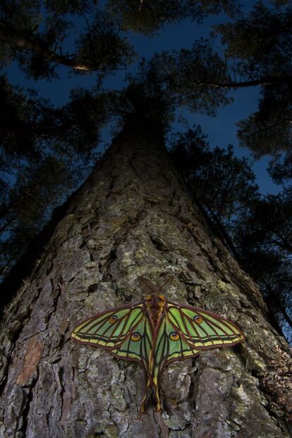 Mariposa isabelina (Actias isabellae). Descubierta por Mariano de la Paz Graells en San Lorenzo de El Escorial en 1848. Su nombre fue dedicado a la reina Isabel II de España. Segovia, España.