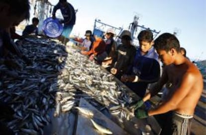 Descarga de pescado en el puerto pesquero de la isla de Si Rae cerca a Phuket al sur de Tailandia. EFE/Archivo