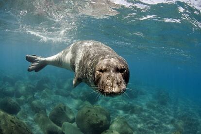 Foca monje del Mediterráneo.