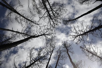 Los incendios de Pedrg?o Grande, en el centro de Portugal, del 2017 devastaron 10.000 hectreas. Un a?o despus la zona contina igual y los vecinos temen que -sin ayudad- se repita la tragedia este verano.