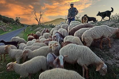 Un rebaño de ovejas y cabras junto a Zuheros (Córdoba).  
