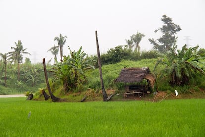 En Leyte, las palmeras rotas conviven con la nueva vegetación: mástiles sin bandera en recuerdo de Yolanda.