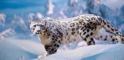 Un ejemplar de leopardo de las nieves.