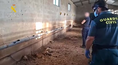 Un agente de la Guardia Civil inspecciona dos cadáveres de perros encontrados en la finca de 'El Patilla', que observa en segundo término, en Azuaga, Badajoz.