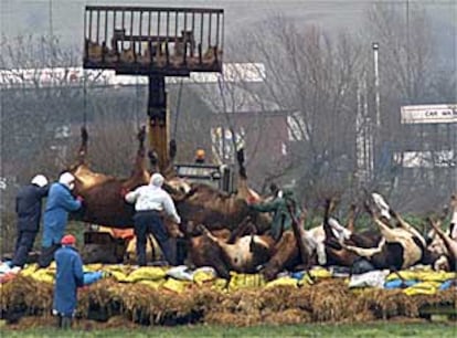 Decenas de vacas son descargadas en Essex para su incineración.