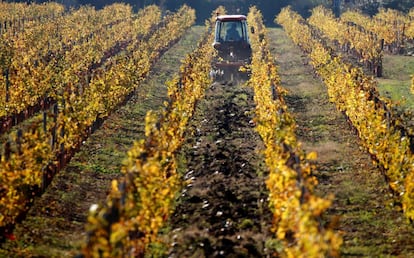 Un hombre trabaja con su tractor en un viñedo de Quinsac, cerca de Burdeos (Francia). 