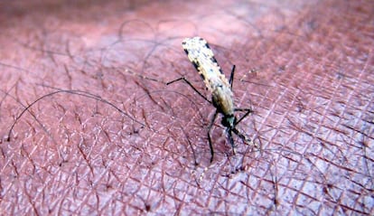 Un mosquito de la especie 'Anopheles gambiae', principal transmisor de la malaria en África