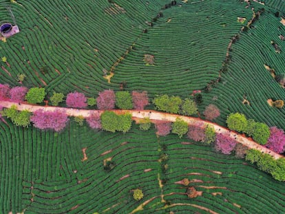 La primavera en China huele a té