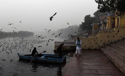 Un indio alimenta a las gaviotas a orillas del río Yamuna en India.