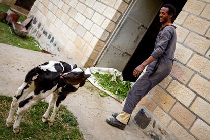 Un trabajador de Don Bosco, en Adigrat, alimenta a uno de los terneros de la misión. De las vacas que poseen los salesianos sale la leche con la que se alimenta diariamente a 234 alumnos de primaria de un colegio vecino. Este es uno de los proyectos iniciados por el padre Roca con ayuda de la ONG soriana Amigos del padre Olarán, otro misionero que reside en una localidad vecina a Adigrat.