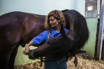 Este curso se han matriculado en Veterinaria 426 alumnos más que en 2016. La presidenta de la Asociación Española de Fisioterapia Aplicada a Animales, Carlota Franco, defiende la formación específica para terapias con equinos y argumenta que "los veterinarios por haber recibido formación en fisioterapia no son fisioterapeutas".