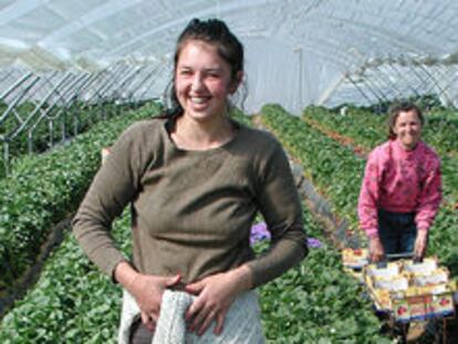 Gabriela y María, dos trabajadoras rumanas, en la recogida de la fresa.