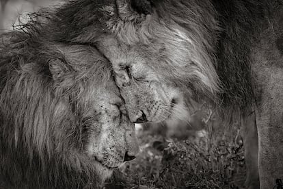 Dos leones machos adultos, probablemente hermanos, se saludan frotando sus caras durante 30 segundos. La foto ha sido tomada en Ndutu, Serengeti (Tanzania). 'Vínculo de hermanos' es la imagen ganadora del 'Wildlife Photograper of the Year 2018'.