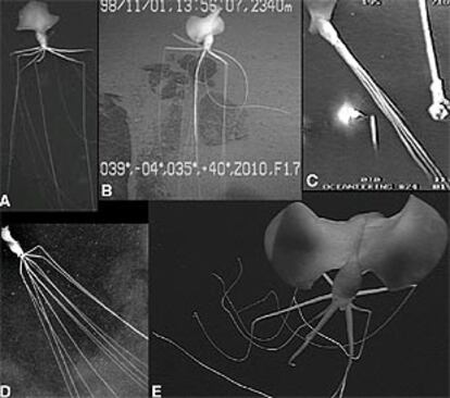 Calamares fotografíados en el Atlántico (A), en el Índico (B), en el Golfo de México (C y D) y en el Pacífico (E).