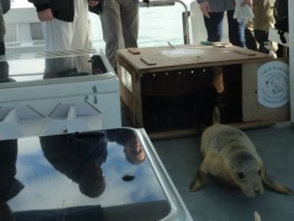 La foca curada en Gorliz, este jueves, en la embarcación utilizada para su devolución al medio natural. 