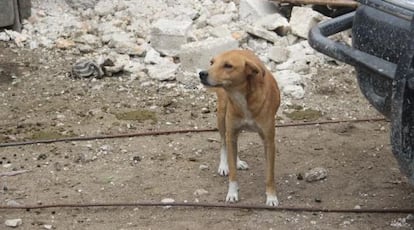 Un perro callejero en Puerto Pr&iacute;ncipe. 