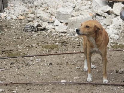 Un perro callejero en Puerto Pr&iacute;ncipe. 