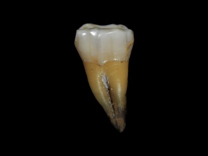 El molar de 'Homo sapiens' hallado en Bulgaria.