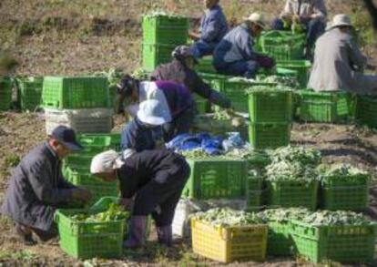 Agricultores cultivan verduras en las afueras de Pekn (China). EFE/Archivo