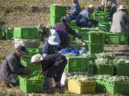 Agricultores cultivan verduras en las afueras de Pekín (China). EFE/Archivo