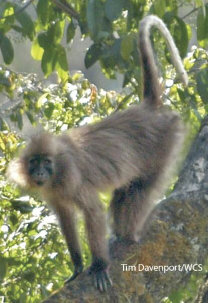 Ejemplar adulto macho del nuevo primate.