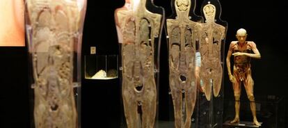 La exposición 'Human Bodies' se puede visitar en Oviedo (Asturias) hasta finales de noviembre.