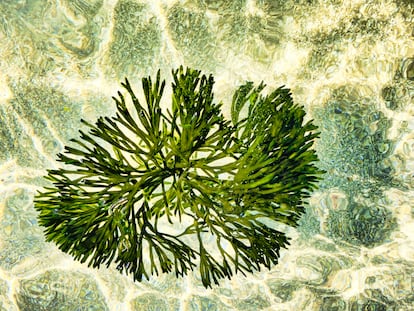 Un alga flotando en el fondo del mar.