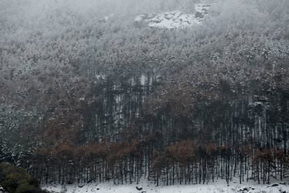 Zona boscosa afectada por el incendio y actualmente nevada.