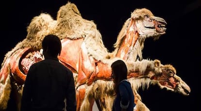 Dos visitantes de 'Animal inside out' observan el interior de los cuerpos de camellos