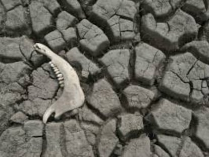 En las zonas de secano del planeta, donde viven 2.000 millones de personas, cada año se pierden entre 8 y 10 millones de hectáreas de suelo arable, una superficie similar a Austria. EFE/Archivo
