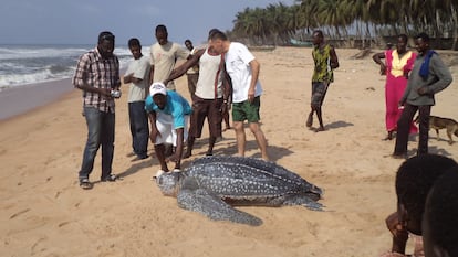 José Gómez (centro), junto a las comunidades costeras de Grand Bereby, asiste a la llegada de una tortuga laud, la especie de mayor envergadura.