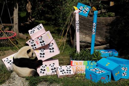 El panda gigante Yang Yang abre paquetes que contienen comida en el segundo cumpleaños de sus cachorros gemelos en el Zoológico de Schoenbrunn en Viena (Austria).