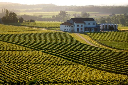 Viñedo de la bodega Entre Deux Mers, de Cazaugitat (Francia), con denominación de origen Burdeos.