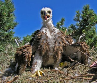 El ejemplar de &aacute;guila imperial abatido cuando era un pollo en su nido en Madrid.