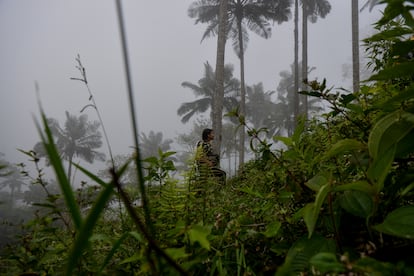  Gracias a estos esfuerzos, y a que Chaguaní ha sido una zona inexplorada y de difícil acceso por el conflicto de la exguerrilla de las Farc, esta zona tiene una de las poblaciones de palma de cera más privilegiadas.