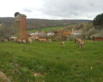 Unas vacas pacen en Valcuende.