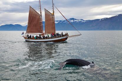 De la ciudad de Húsavík zarpan excursiones en barco para avistar ballenas en los fiordos del norte de Islandia.